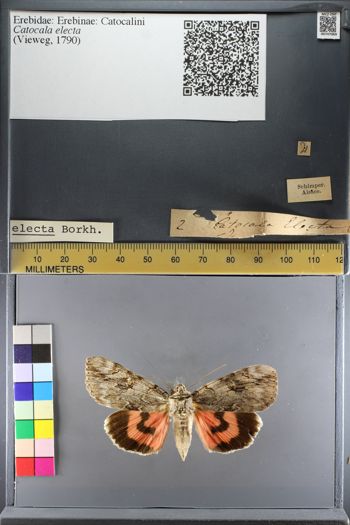 Media type: image;   Entomology 747069